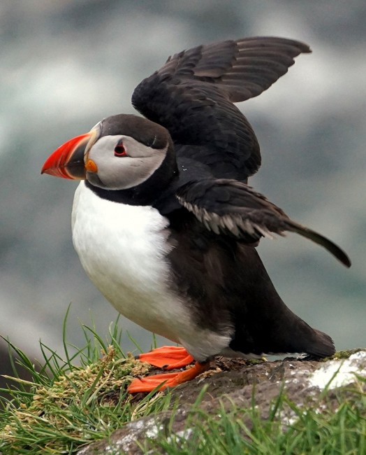 Zdj cia: Mykinesh�lmur, Mykienes, Czas wyprostowa� skrzyde�ka, WYSPY OWCZE