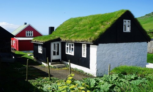 Zdjcie WYSPY OWCZE / Sørvgur / Mykines / Rabarbar, najpopularniejsza uprawa