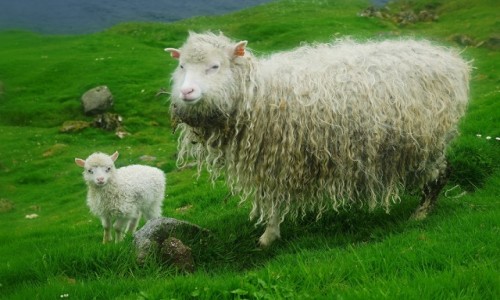 Zdjecie WYSPY OWCZE / Wyspa Kalsoy / Trøllanes / Pokolenia