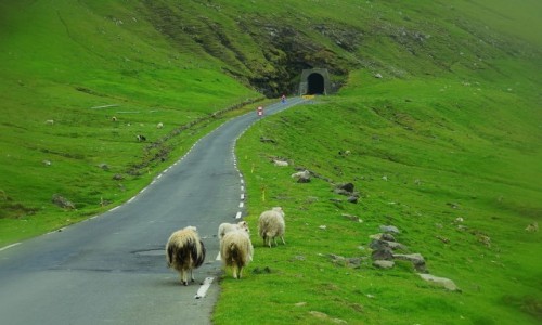 Zdjecie WYSPY OWCZE / Wyspa Kalsoy / Trøllanes / Na drodze do tunelu