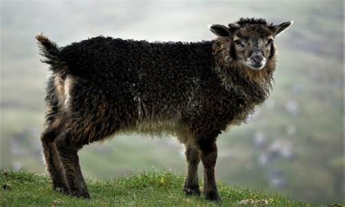 Zdjcie WYSPY OWCZE / Eysturoy / Fuglafjørður / Baranek gaganek