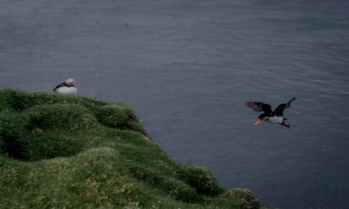 Zdjcie WYSPY OWCZE / Mykines / Mykines / Maskonury na Wyspach Owczych