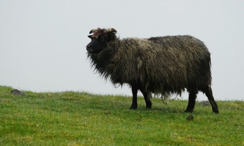 Zdjcie WYSPY OWCZE / Wyspa Streymoy / Thorshavn  / Nad urwiskiem
