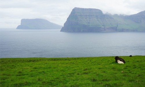 Zdjcie WYSPY OWCZE / Wyspa Kalsoy / Trøllanes  / Siesta