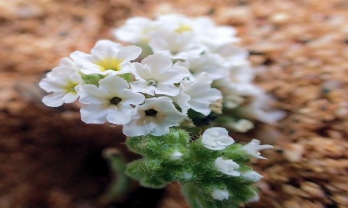 Zdjecie WYSPY ZIELONEGO PRZYLDKA / Boa Vista / Wybrzea wyspy / Flora Boa Vista