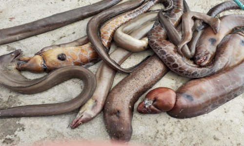 Zdjcie WYSPY ZIELONEGO PRZYLDKA / SAL / BURACONA / CABO VERDE