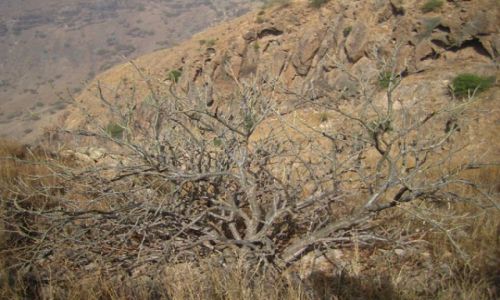 Zdjęcie Wyspy Zielonego Przylądka / Santiago / Tarrafal / Trekking na Santiago