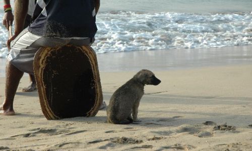 Zdjęcie Wyspy Zielonego Przylądka / brak / Santiago-Taraffal / zagubiony kundel
