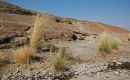 Zdjecie ZJEDNOCZONE EMIRATY ARABSKIE / brak / LAHBAB / ...