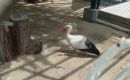 Zdjcie ZJEDNOCZONE EMIRATY ARABSKIE / dubaj / zoo / dubaj zoo\
