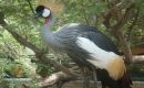 Zdjecie ZJEDNOCZONE EMIRATY ARABSKIE / dubaj / ... / dubaj zoo