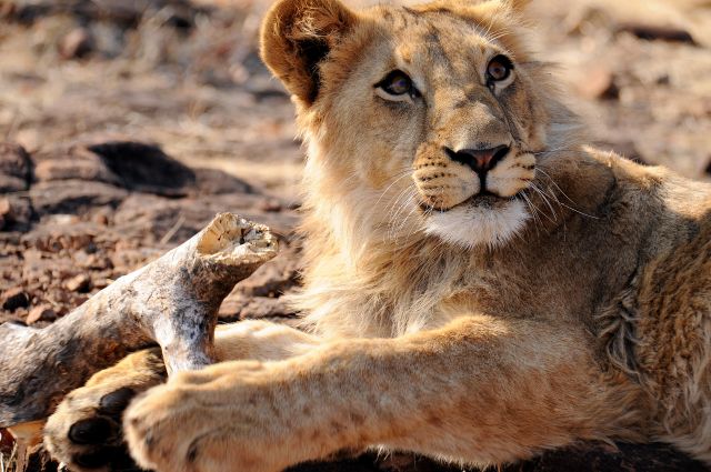 Zdjęcia: Lion Encounter, Victoria Falls, No czy ja mogę być groźny?, ZIMBABWE Zdjęcia: Lion Encounter, Victoria Falls, No czy ja mogę być groźny?, ZIMBABWE