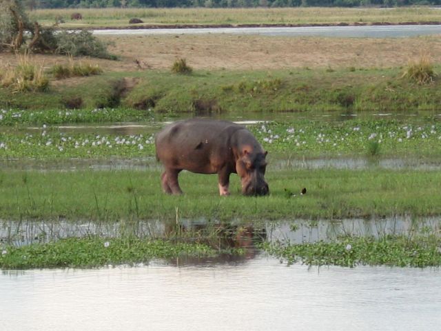 Zdjęcia: Zambezi River, Mana Pools, hippo, ZIMBABWE Zdjęcia: Zambezi River, Mana Pools, hippo, ZIMBABWE