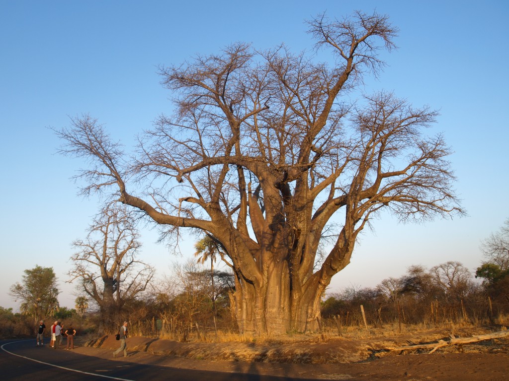 Zdjęcia: Victoria Falls, Baobab, ZIMBABWE Zdjęcia: Victoria Falls, Baobab, ZIMBABWE
