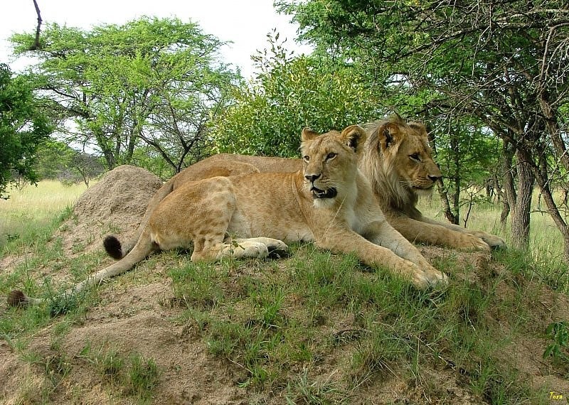 Zdjęcia: Zimbabwe, Gweru, Ona i on, ZIMBABWE Zdjęcia: Zimbabwe, Gweru, Ona i on, ZIMBABWE