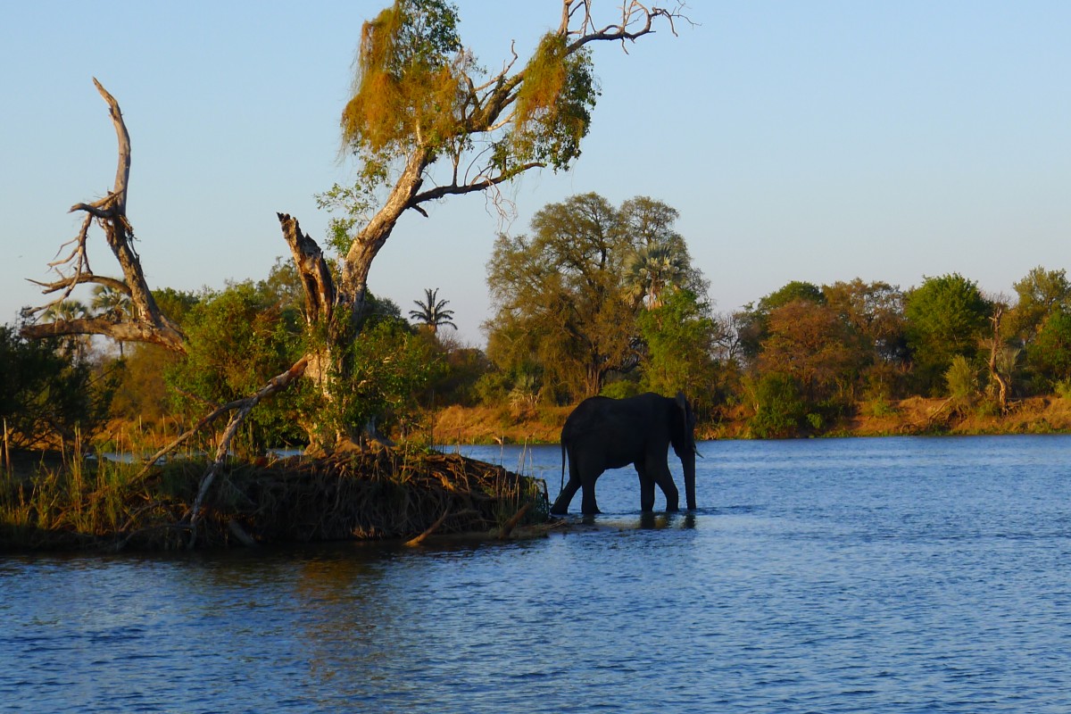 Zdjęcia: Rzeka Zambezi, Pół.  zachodnie Zimbabwe, Na wieczorną kapiel, ZIMBABWE Zdjęcia: Rzeka Zambezi, Pół.  zachodnie Zimbabwe, Na wieczorną kapiel, ZIMBABWE