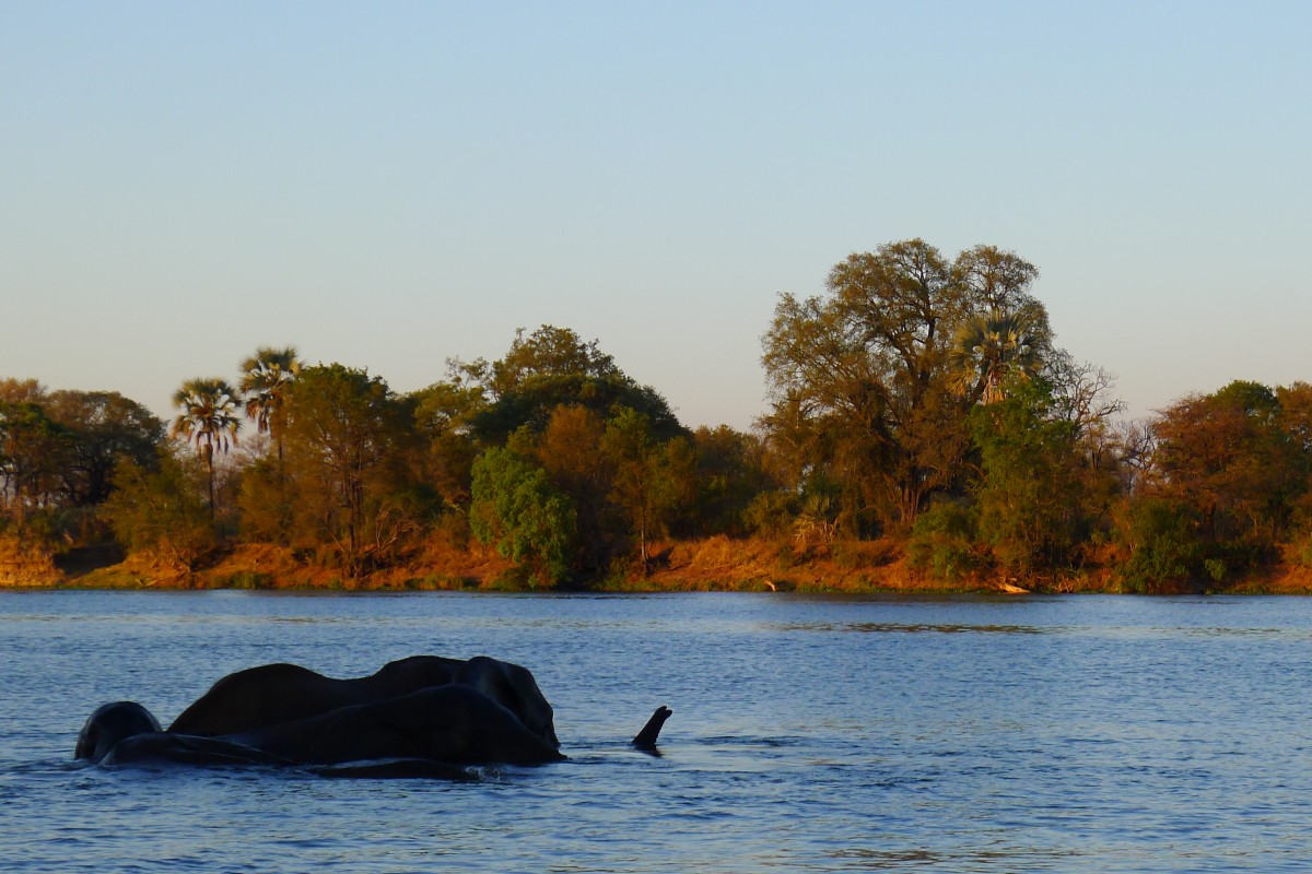 Zdjęcia: Rzeka Zambezi/ na łodzi, Pół. zachodnie Zimbabwe, W wodzie chłodniej, ZIMBABWE Zdjęcia: Rzeka Zambezi/ na łodzi, Pół. zachodnie Zimbabwe, W wodzie chłodniej, ZIMBABWE