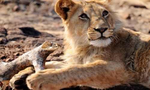 Zdjęcie ZIMBABWE / - / Lion Encounter, Victoria Falls / No czy ja mogę być groźny?