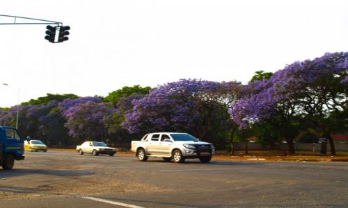 Zdjęcie ZIMBABWE / - / Harare / Jedna z wielu bajkowych alei Dżakarand
