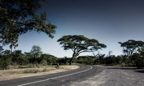 Zdjcie ZIMBABWE / Vicotria Falls / Vicotria Falls / Sawanna 