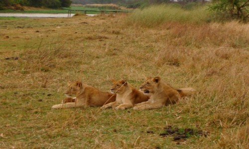 Zdjecie ZIMBABWE / Centralne Zimbabwe/ okolice Gweru / Antelope Park / Rodzestwo 