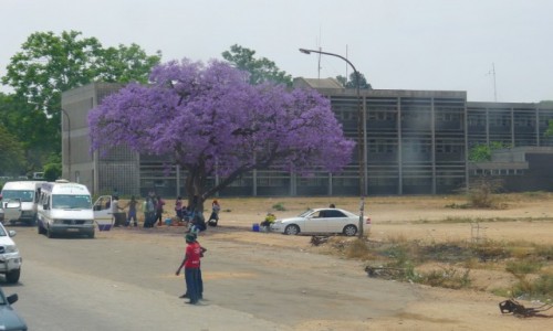 Zdjęcie ZIMBABWE / Zachodnie Zimbabwe  / Miasto Bulawayo  / Dżakaranda