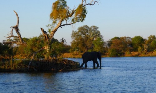 Zdjęcie ZIMBABWE / Pół.  zachodnie Zimbabwe / Rzeka Zambezi / Na wieczorną kapiel