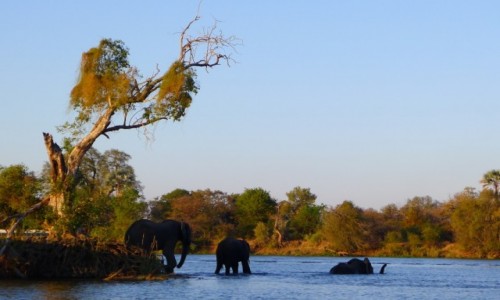 Zdjcie ZIMBABWE / P.  zachodnie Zimbabwe / Rzeka Zambezi / Na wieczorn  kpiel ca rodzin