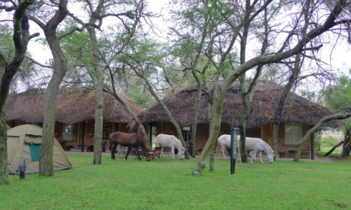 Zdjcie ZIMBABWE / Centralne Zimbabwe/ okolice Gweru / Antelope Park/ kemping / Konie maj wolne