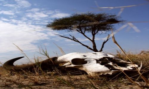 Zdjecie ZIMBABWE / Hwange National Park / Hwange National Park / ycie...