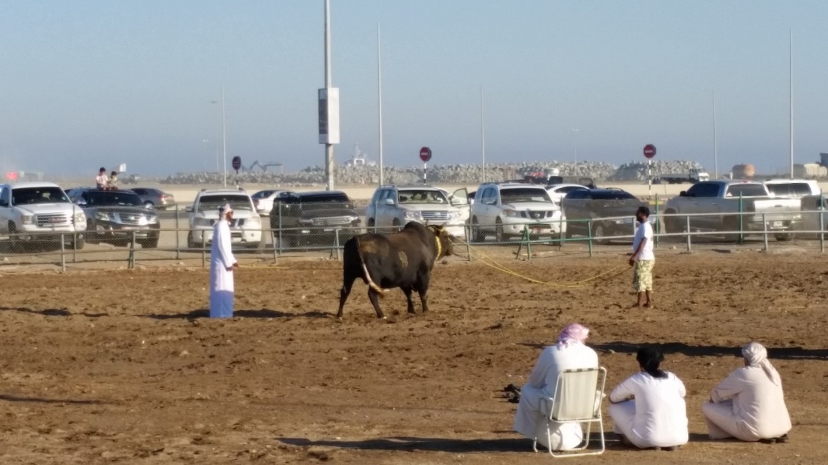 Zdjęcia: FUDŻAJRA, Emirat FUDŻAJRA, Walki bykow w Fujairah., ZJEDNOCZONE EMIRATY ARABSKIE Zdjęcia: FUDŻAJRA, Emirat FUDŻAJRA, Walki bykow w Fujairah., ZJEDNOCZONE EMIRATY ARABSKIE