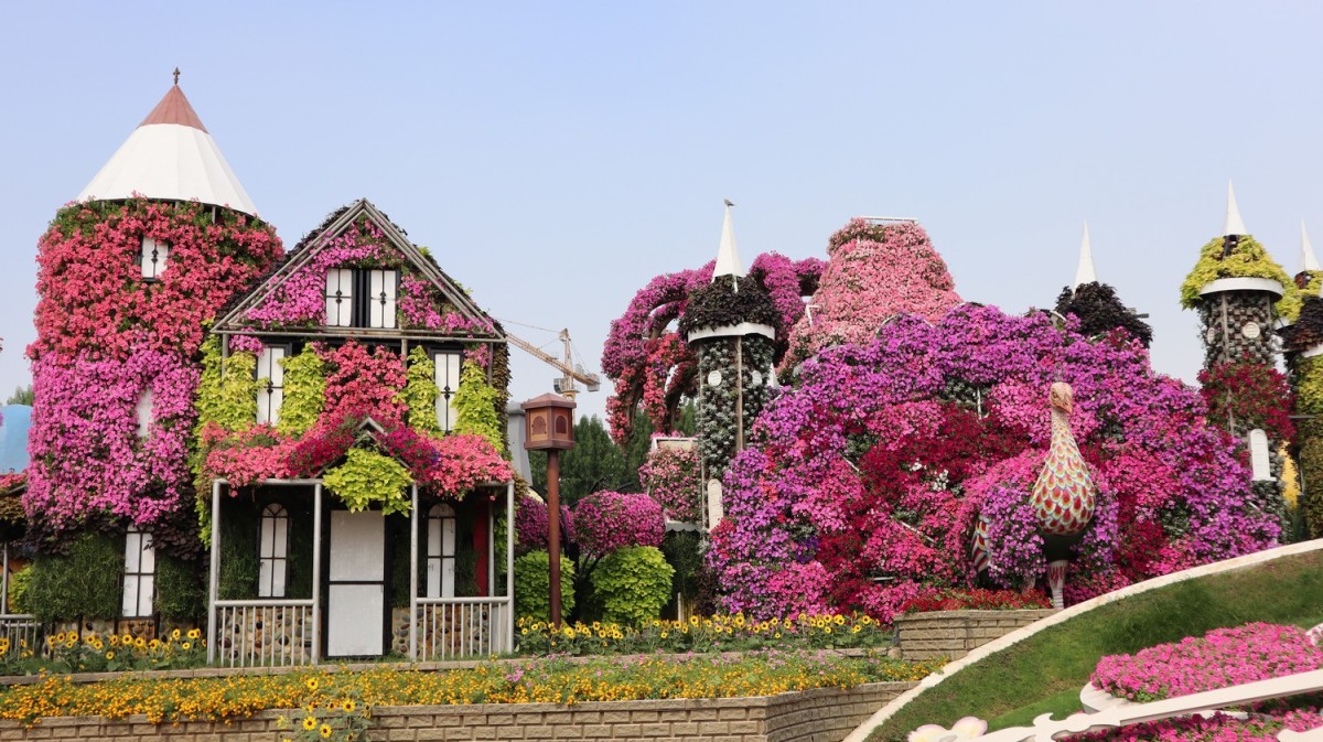 Zdjęcia: Miracle Gardens, Dubaj, Kwieciście, ZJEDNOCZONE EMIRATY ARABSKIE Zdjęcia: Miracle Gardens, Dubaj, Kwieciście, ZJEDNOCZONE EMIRATY ARABSKIE