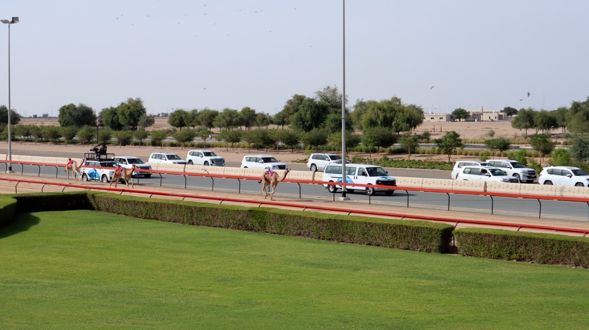 Zdjęcia: Al Marmoom track, Dubaj, Wyścigi wielbłądów, ZJEDNOCZONE EMIRATY ARABSKIE Zdjęcia: Al Marmoom track, Dubaj, Wyścigi wielbłądów, ZJEDNOCZONE EMIRATY ARABSKIE
