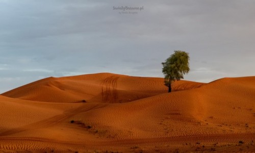 Zdjecie ZJEDNOCZONE EMIRATY ARABSKIE / Zjednoczone Emiraty Arabskie / Dubaj / Przepikna pustynia na granicy ZEA-Oman