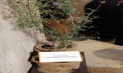ZJEDNOCZONE EMIRATY ARABSKIE / Emirat Abu Zabi / Abu Zabi / Henna - roslina.